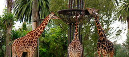 melbourne zoo giraffes