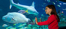sea life melbourne