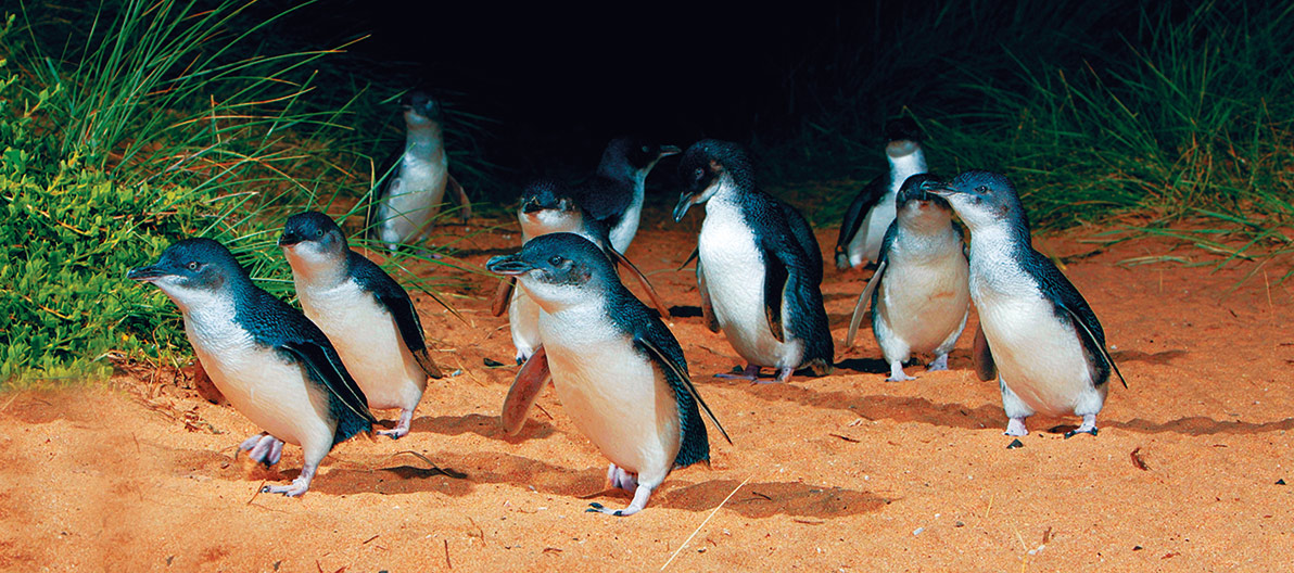 Penguin Parade at night