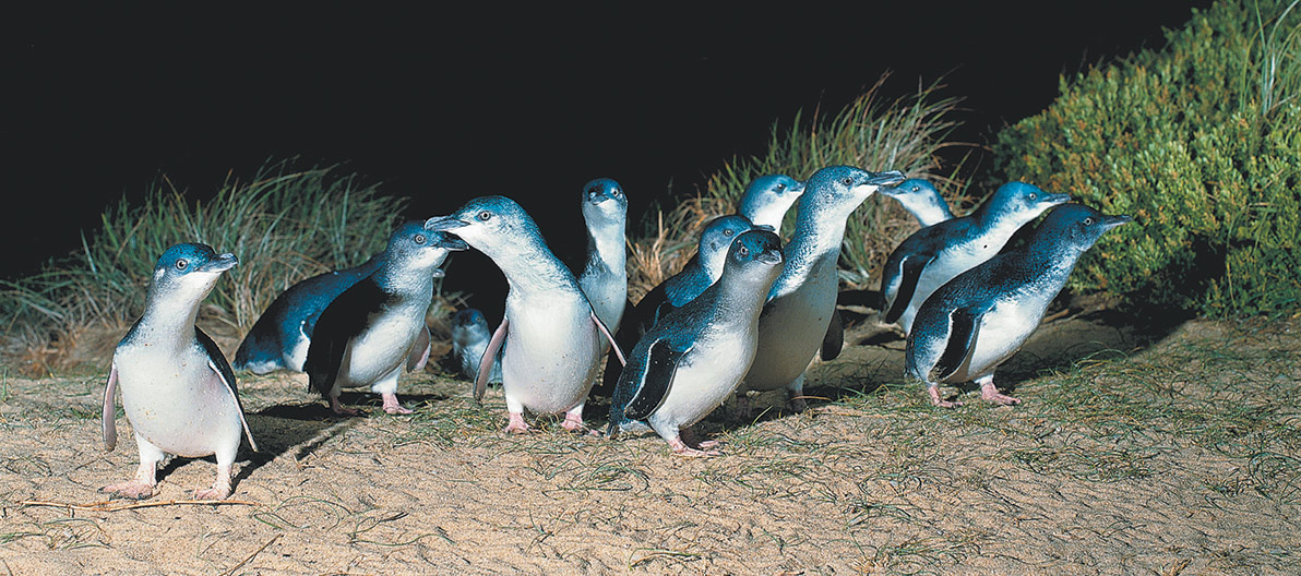 Little Penguins returning to their burrows