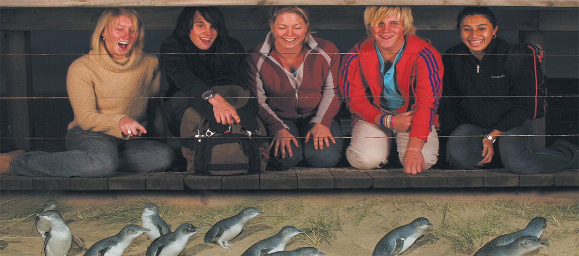 Penguin viewing platform