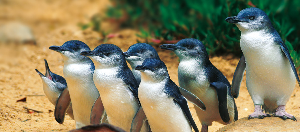 Penguins crossing